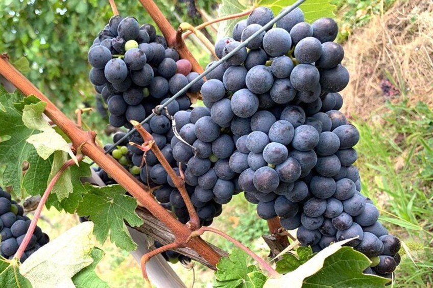 Tasting in a Tuscan Vineyard with transfer from Lucca 3