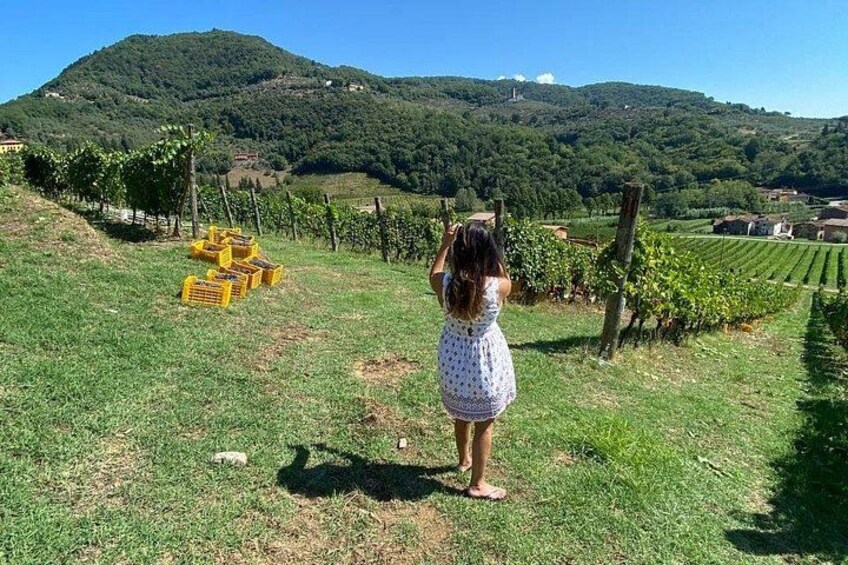 Tasting in a Tuscan Vineyard with transfer from Lucca 3