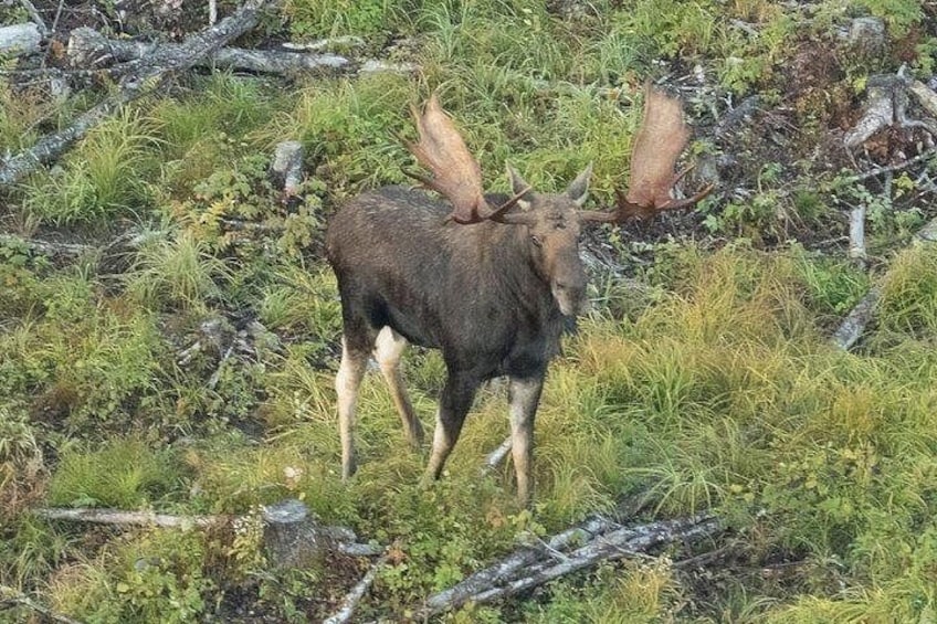 Un élan se trouve dans une zone herbeuse, parsemée d’arbres abattus et de broussailles. 5