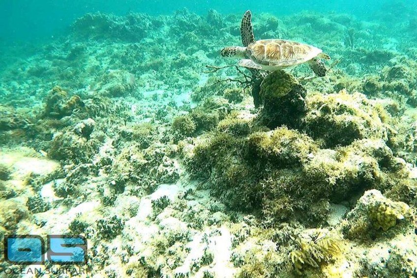 Afternoon Snorkel, Pizza & Sunset Tour departing from St. Thomas & St. John 2