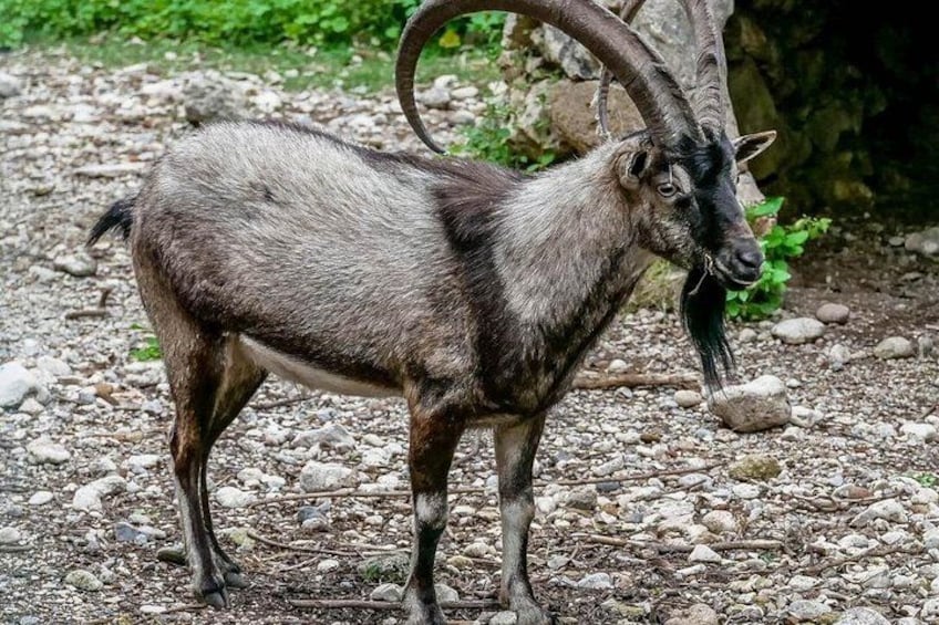 Une chèvre aux grandes cornes recourbées, debout sur un sol rocheux. 4