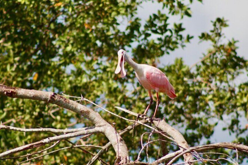 Rosette Spoonbill, sighted 5 to 10 tours a year. 