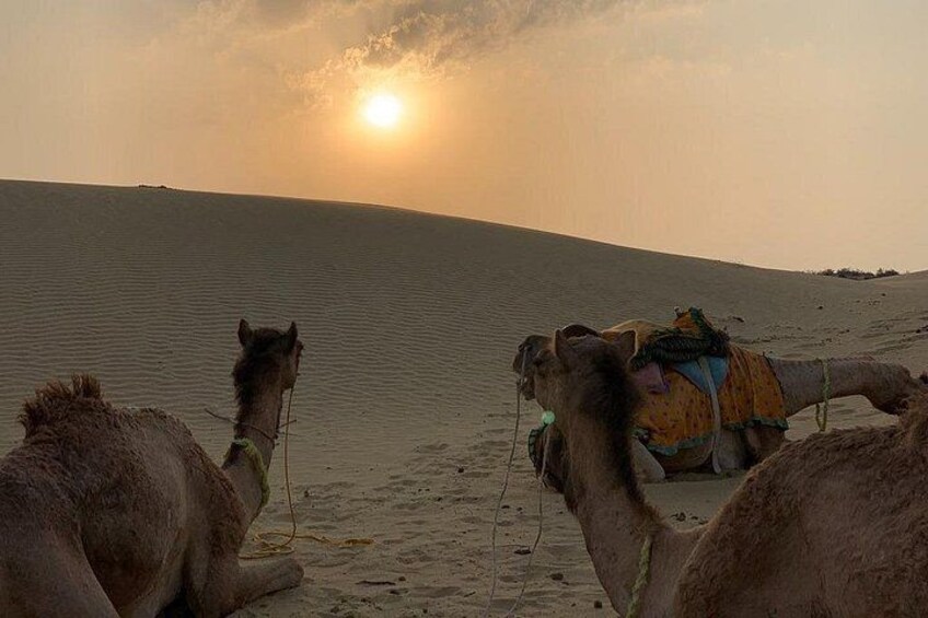 Camels resting on a desert sand dune with a sunset in the background. 5