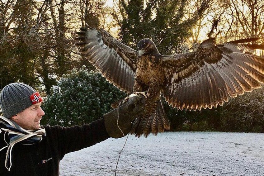 Iemand houdt een roofvogel met gespreide vleugels vast. 2