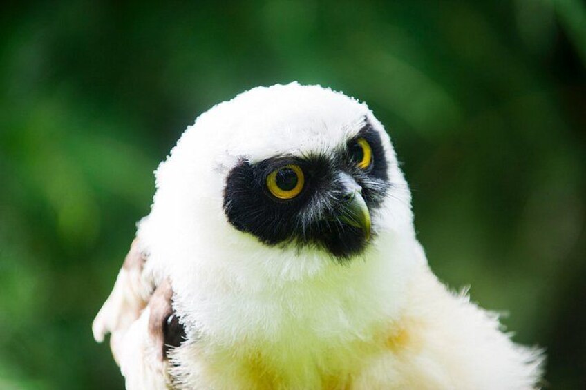Een vogel met een witte kop, zwarte ooglapjes en gele ogen. 5