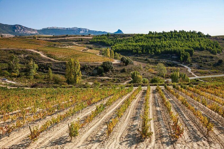 La Rioja wines and Laguardia tour from San Sebastian 1