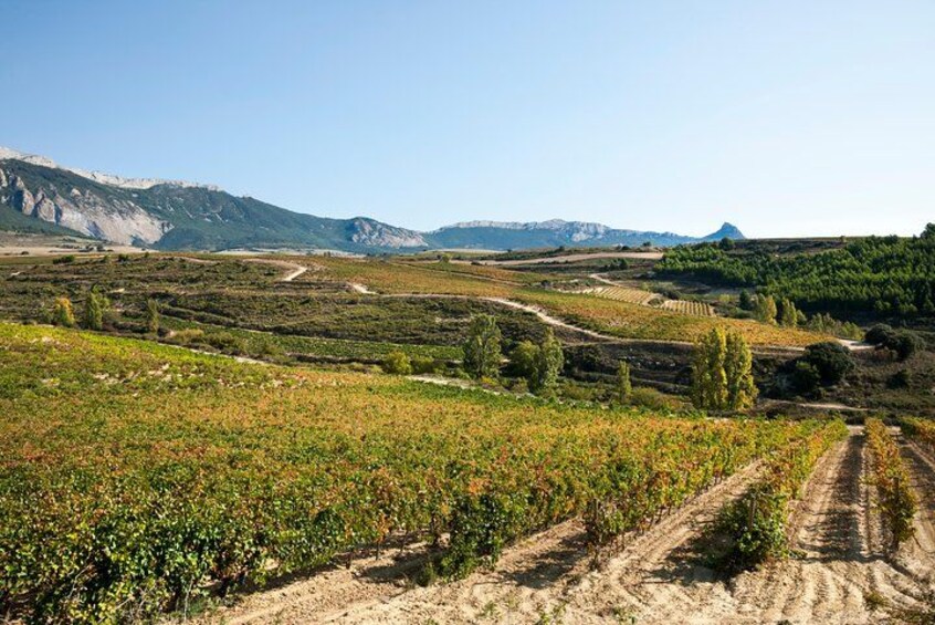 La Rioja wines and Laguardia tour from San Sebastian 4