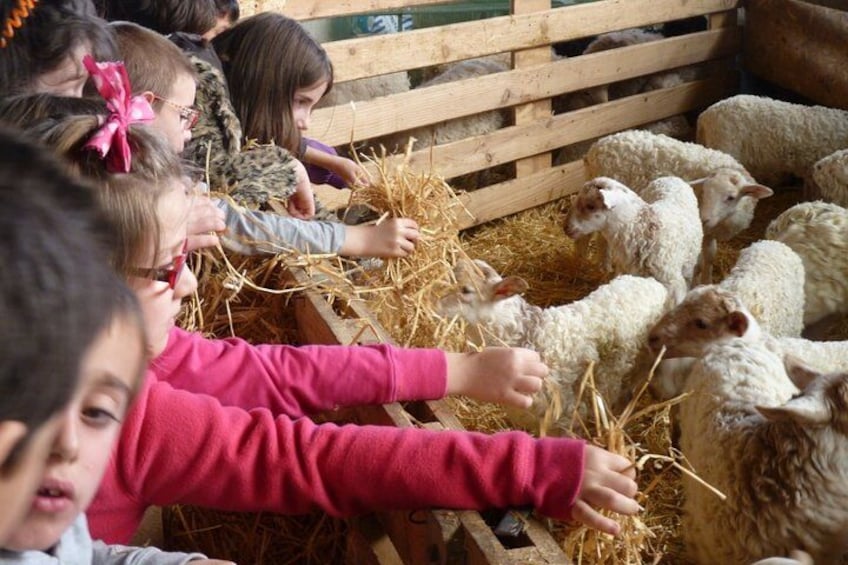 Children feeding sheep in a pen. 4