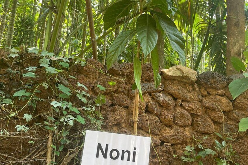 Un muro de piedra con un letrero que dice 'Noni' en medio de un denso bosque tropical. 5
