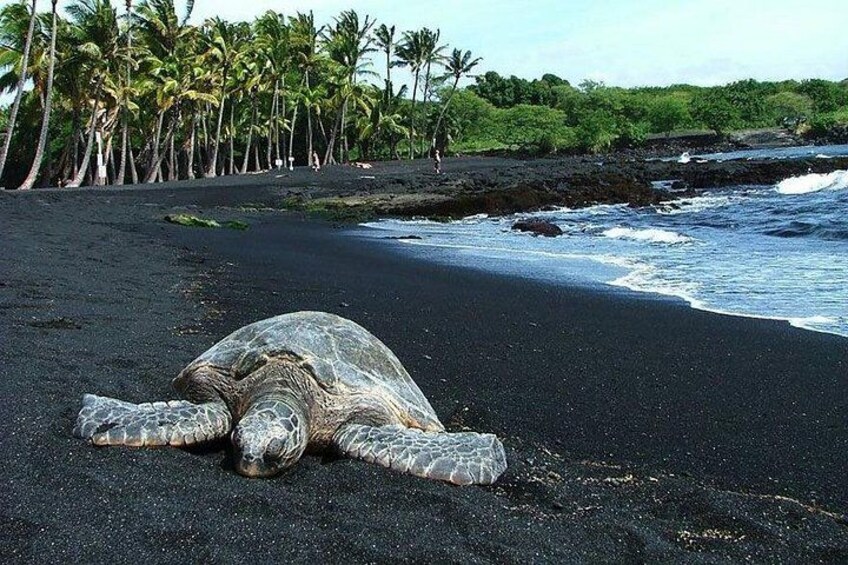 Green Sea Turtles at Punalu'u Black Sand Beach 3