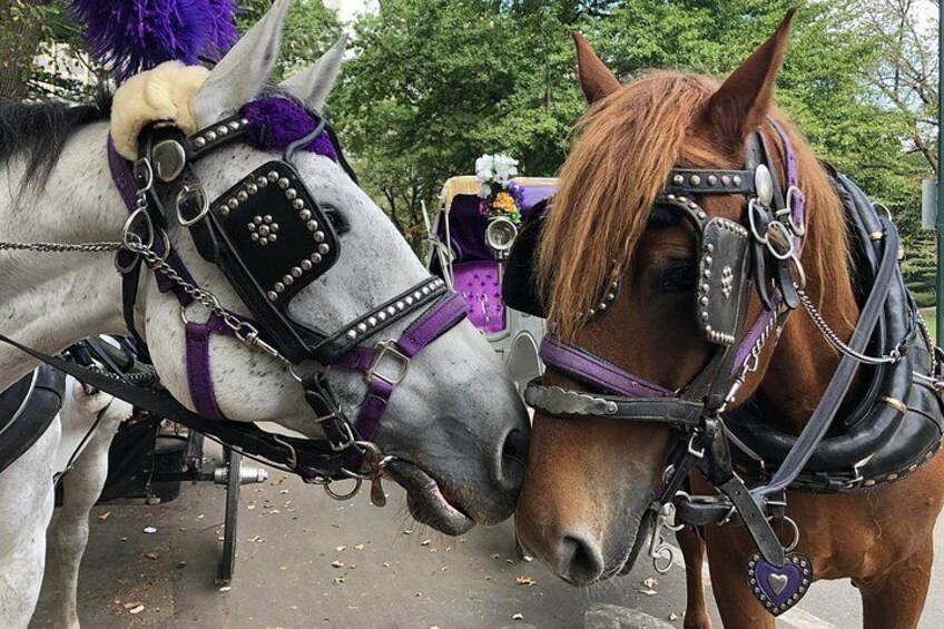 Two horses with harnesses and decorative headgear. 2