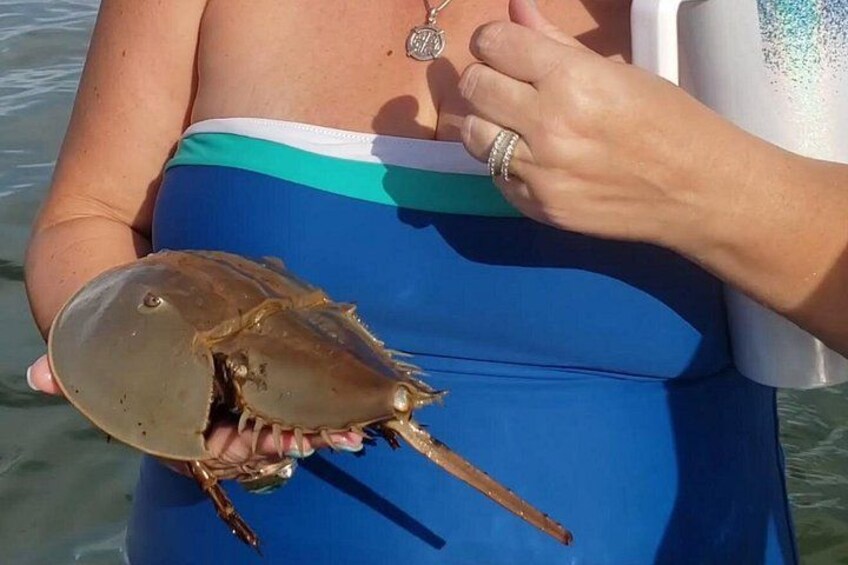 Une personne tenant un crabe. 5