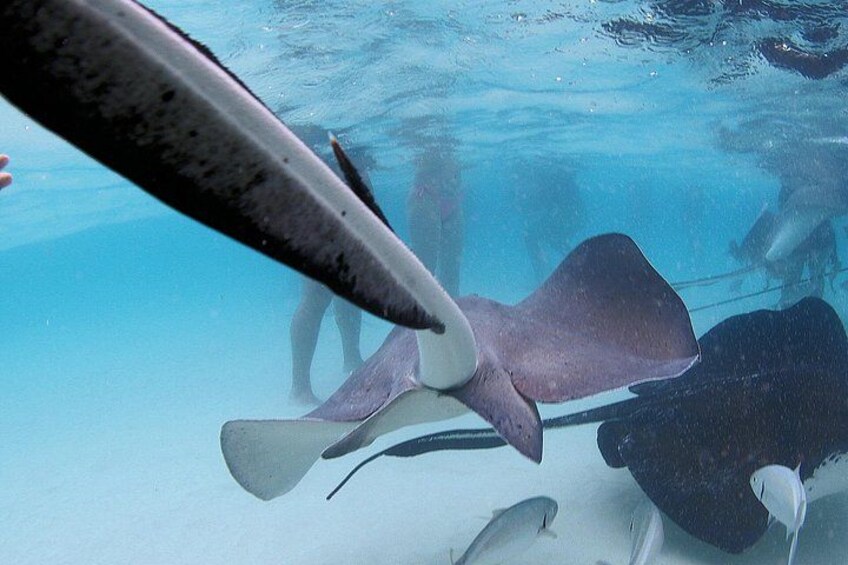 Underwater with stingrays in the Cayman Islands 2