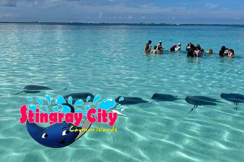 Stingrays gathered at Stingray City in the Cayman Islands 3