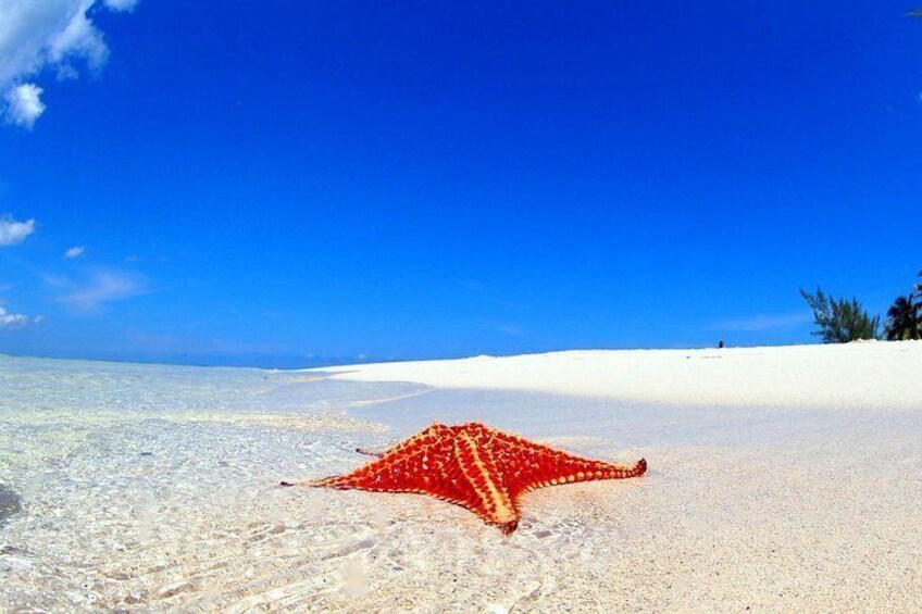 Starfish Point in Grand Cayman- Photo by Stingray City Cayman Islands Ltd 3