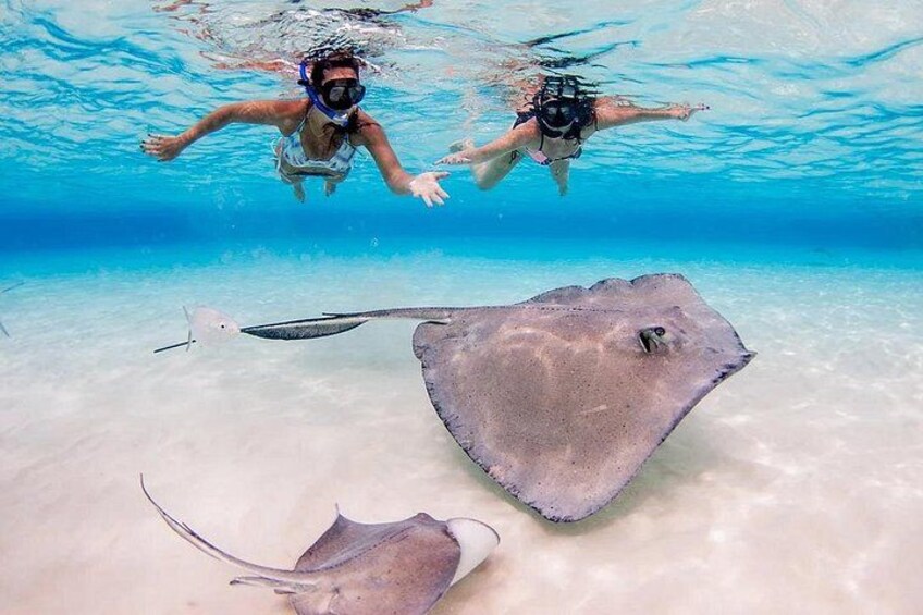 Stingray City in Grand Cayman 3
