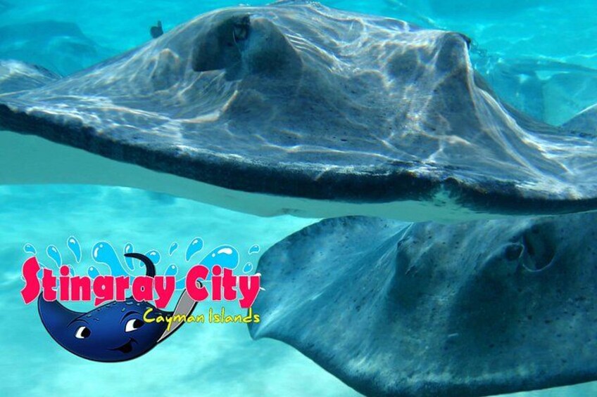 Close-up of Stingray at Stingray City in Grand Cayman 3