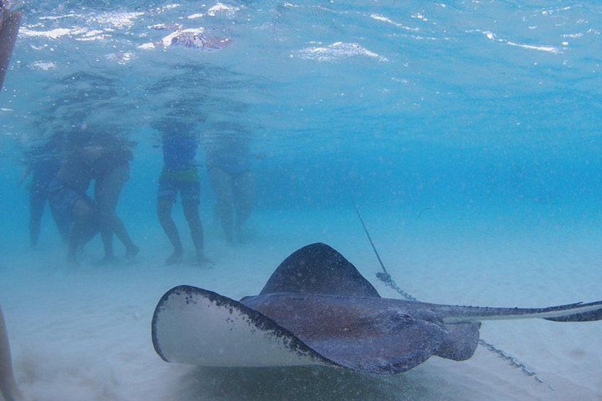 Swimming stingrays in Grand Cayman 3