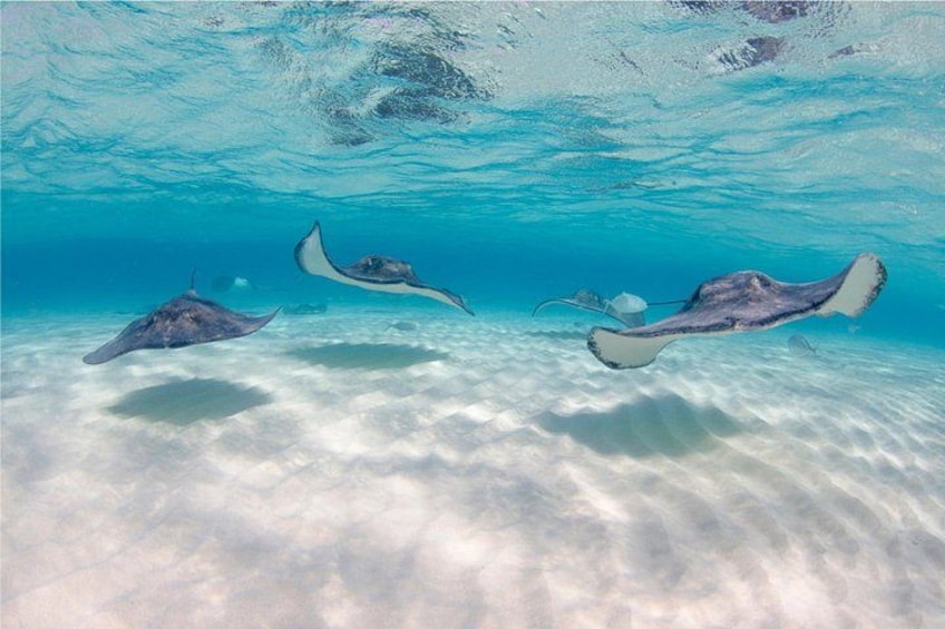 Stingrays feeding in Grand Cayman at Stingray City 3