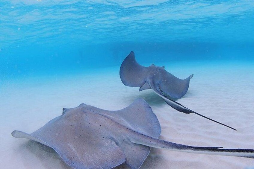 Swimming with Stingrays in the Cayman Islands 3