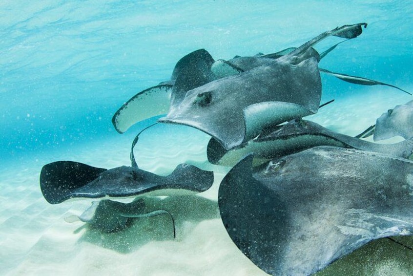 A group of stingrays swimming underwater. 2