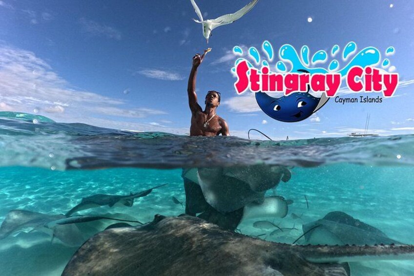 Feeding stingrays and birds in the Cayman Islands - Stingray City tours 4