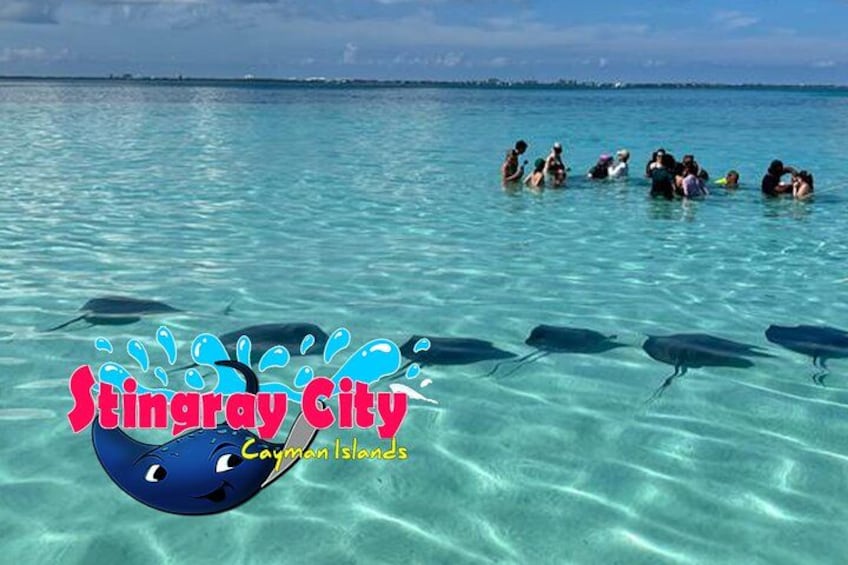 Stingrays gathered at Stingray City in the Cayman Islands 5