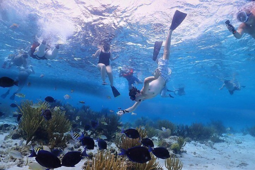 Reef snorkeling in Grand Cayman at Coral Gardens 4