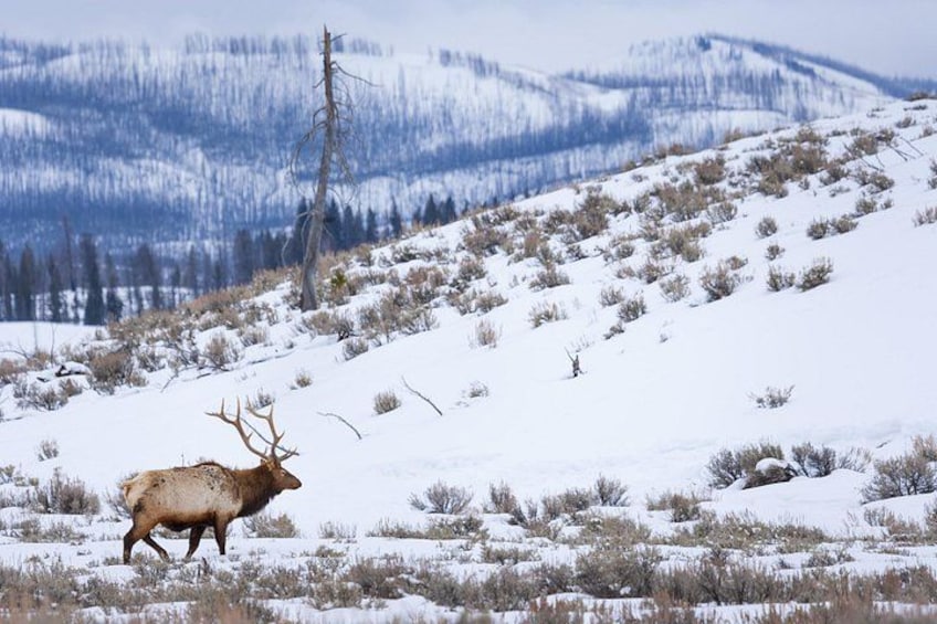 A snow-covered landscape with a single elk in the foreground and a forested mountain range in the background. 2