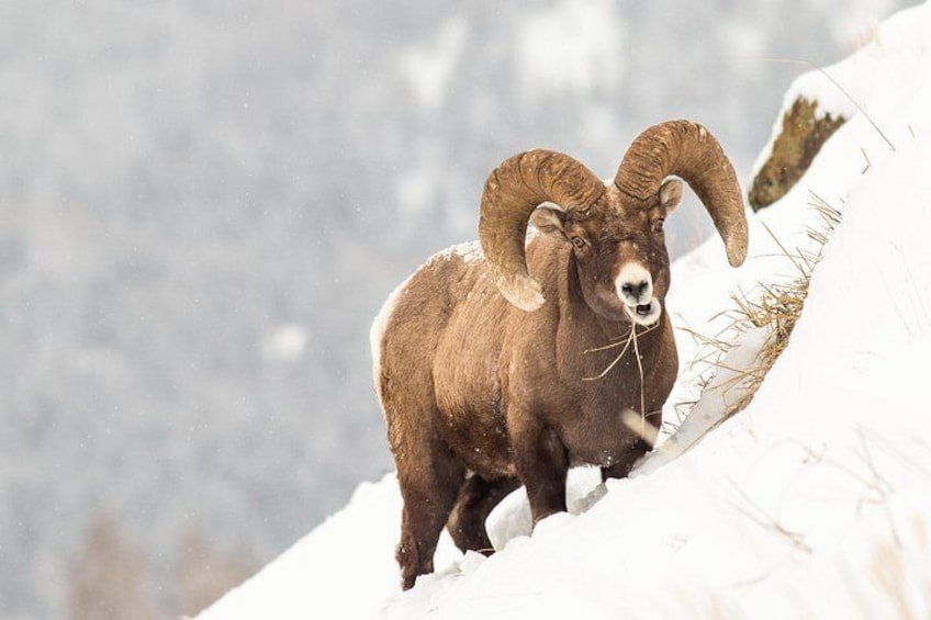 A bighorn sheep with large horns standing on a snowy slope. 2