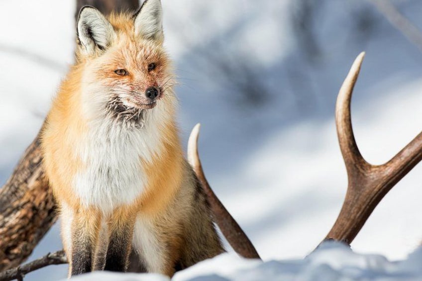 A fox with antlers in a snowy landscape. 3