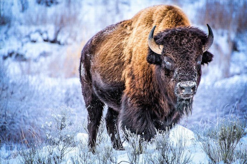 A bison in a snowy landscape. 5