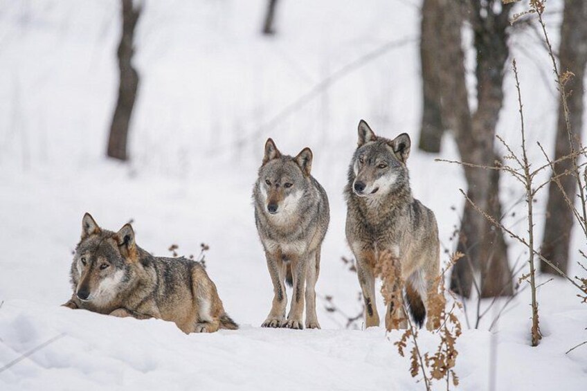 Three wolves in a snowy forest. 1