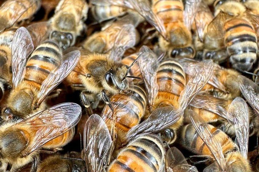 Un grupo de abejas con cuerpos y alas rayados. 2