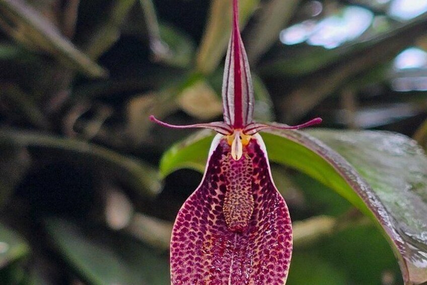 Full-Day Mindo Cloud Forest Tour Birdwatching Waterfalls and Hike 4