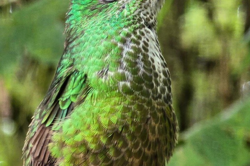 Full-Day Mindo Cloud Forest Tour Birdwatching Waterfalls and Hike 3