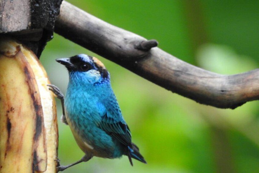 Full-Day Mindo Cloud Forest Tour Birdwatching Waterfalls and Hike 5