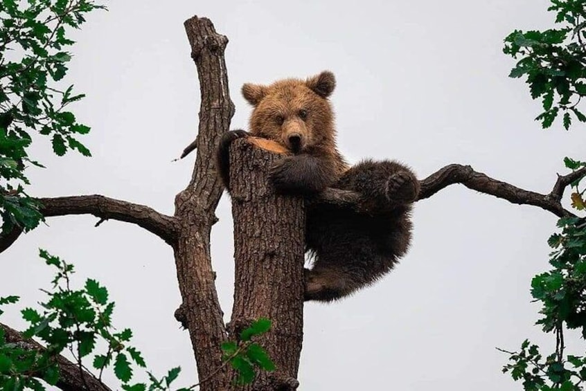 A bear resting on a tree branch. 1