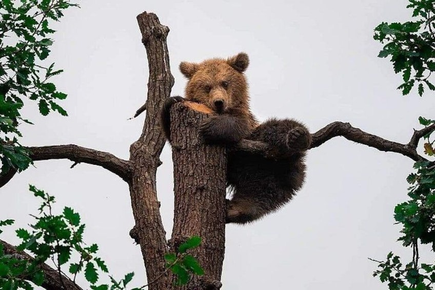 A bear resting on a tree branch. 1
