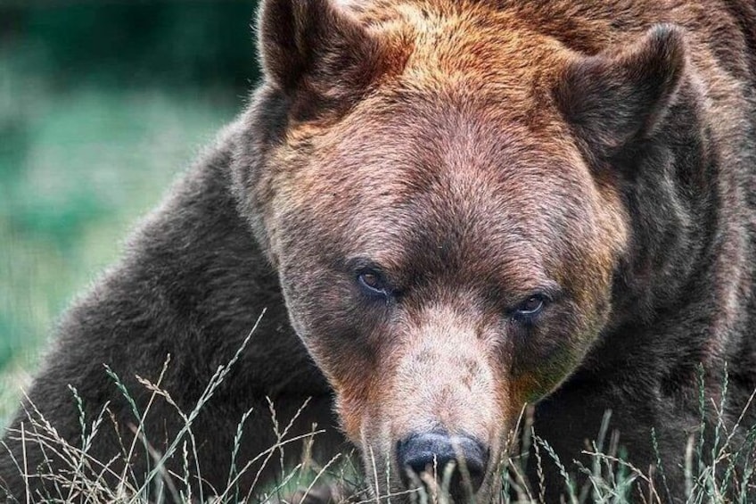 A bear in a natural setting with grass and foliage. 2