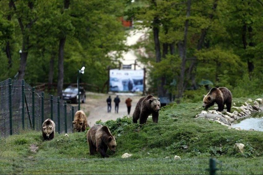 A group of bears in a natural setting with a fence and a road in the background. 2