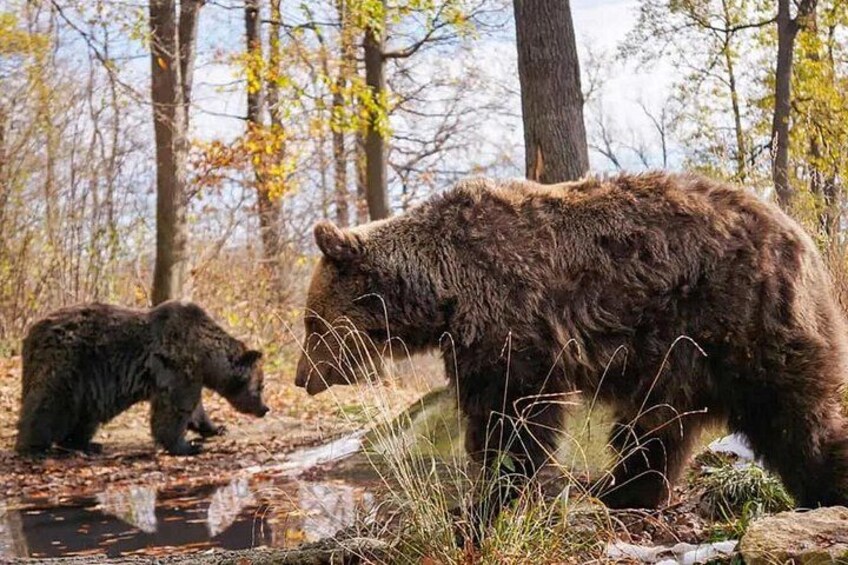 A bear and its cub in a forested area with a stream. 3