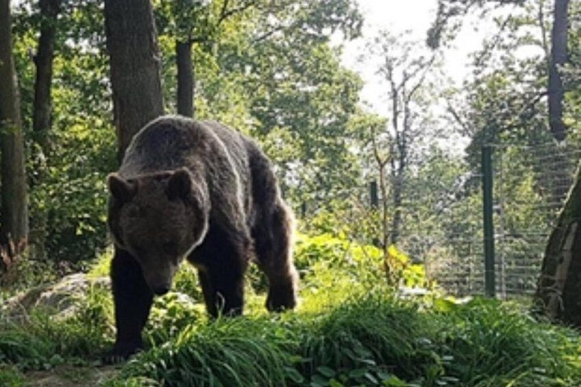 A bear walking through a forested area with trees and greenery. 4