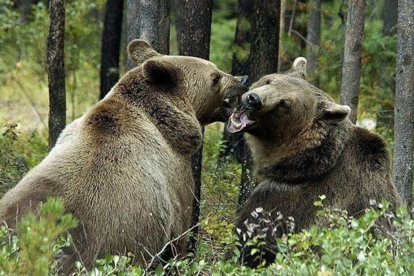 Two bears in a forest. 5