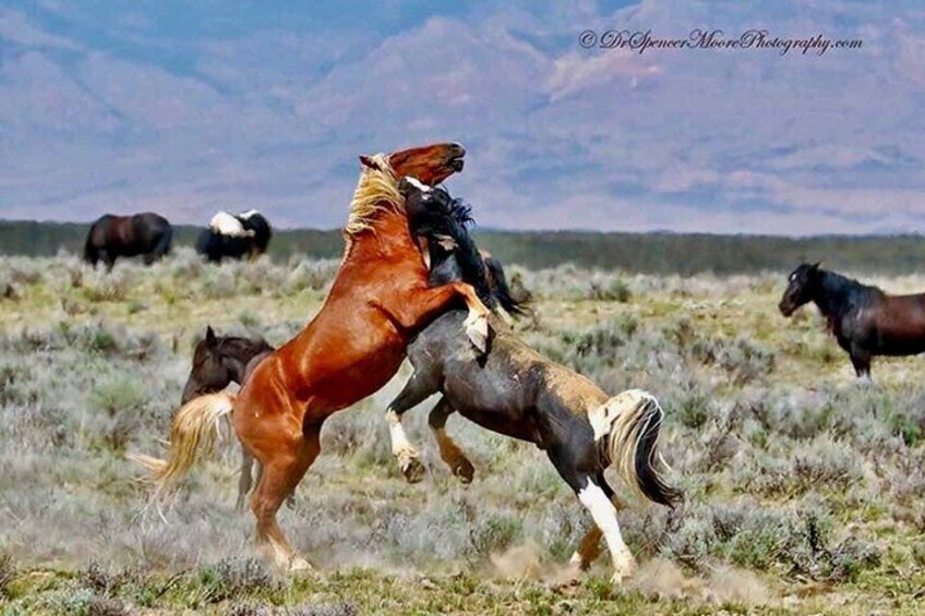Private/Custom Red Canyon Wild Mustang Air Conditioned Van Tours  2