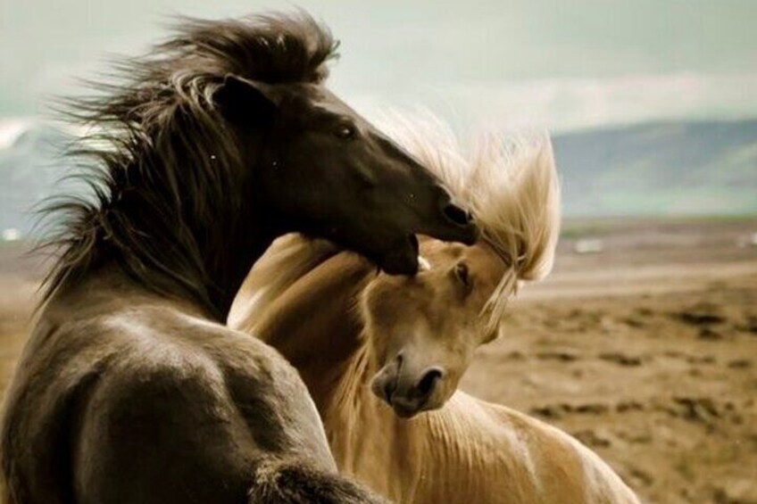 Private 4 Hour Red Canyon Wild Mustang Air Conditioned Van Tours  1