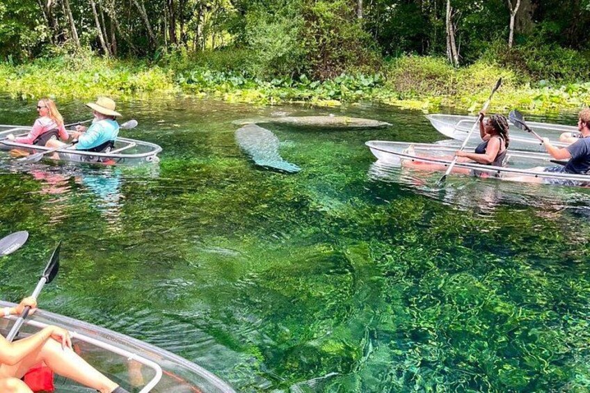 Silver Springs 2-Hour Glass Bottom Guided Kayak Eco Tour 1