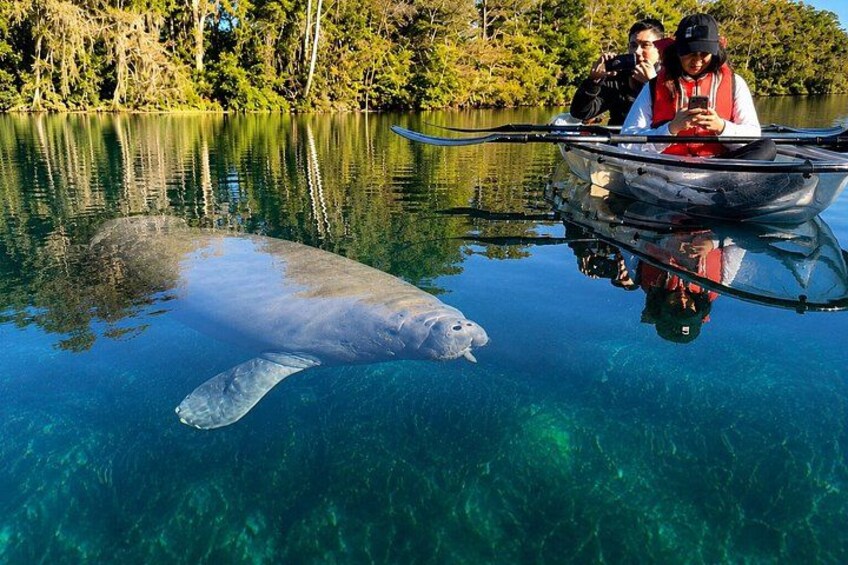 Un manatí nada cerca de un bote con gente observando. 1