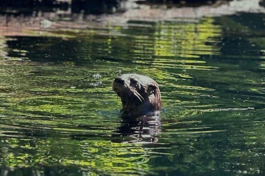 Silver Springs 2-Hour Glass Bottom Guided Kayak Eco Tour 4