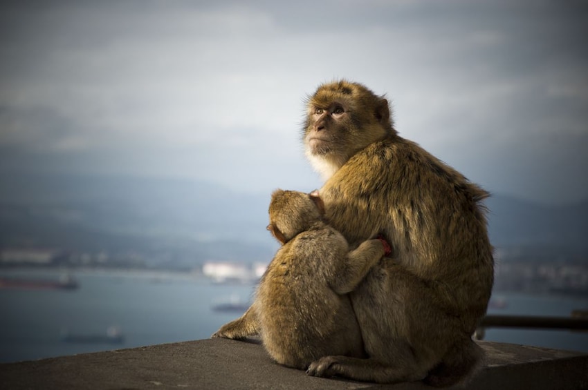 Gibraltar Sights & Shops Full-Day Tour